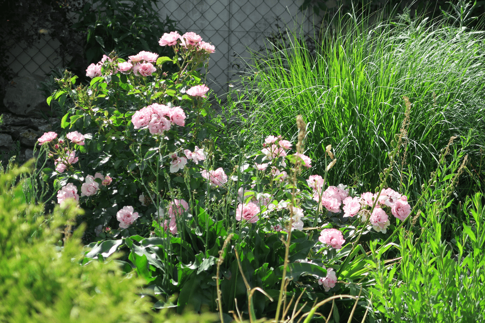 Rose im Juni 2022